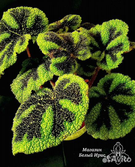 Бегонии сортовые