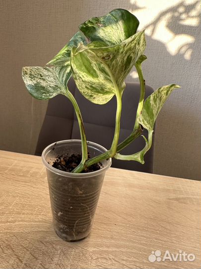 Сциндапсус марбл квин