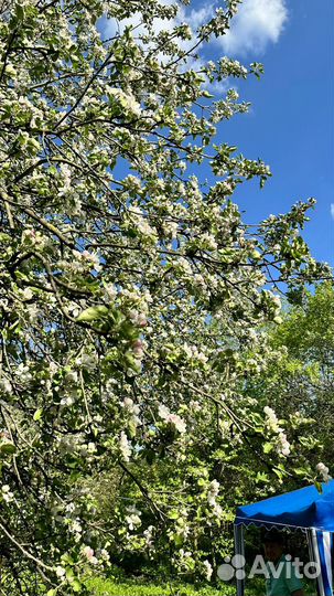 Участок для отдыха на природе в Переделкино