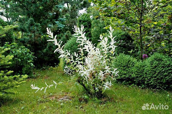 Японская ива Хакуро-Нишики