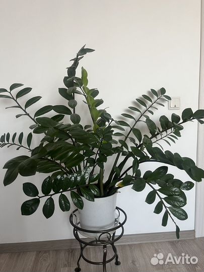 Замиокулькас