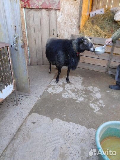 Зааненско нубийские козочки и баран