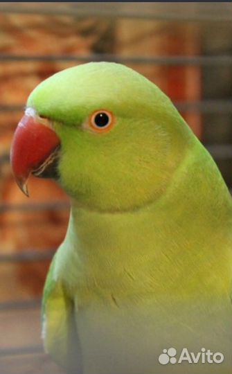 Кольчатый ожереловый попугай птенец Попугай