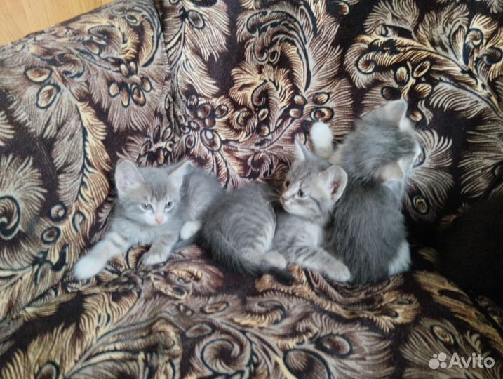 Кошки бесплатно