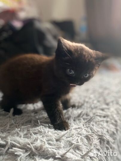 Котенок
