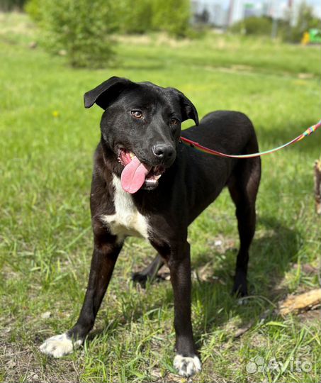 Забавный молоденький пёсик из приюта