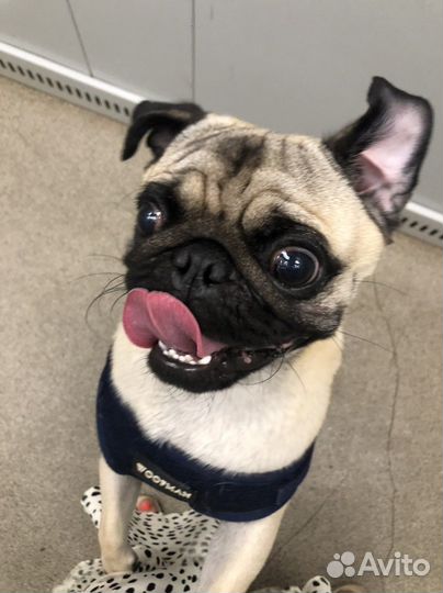 Мопс вязка мальчик