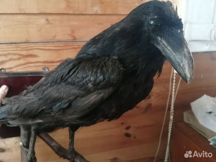 Чучело ворона