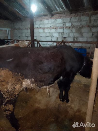 Бычки на докорм
