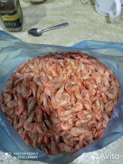 Креветка Азовская крупная