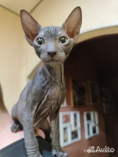 Донской сфинкс котята