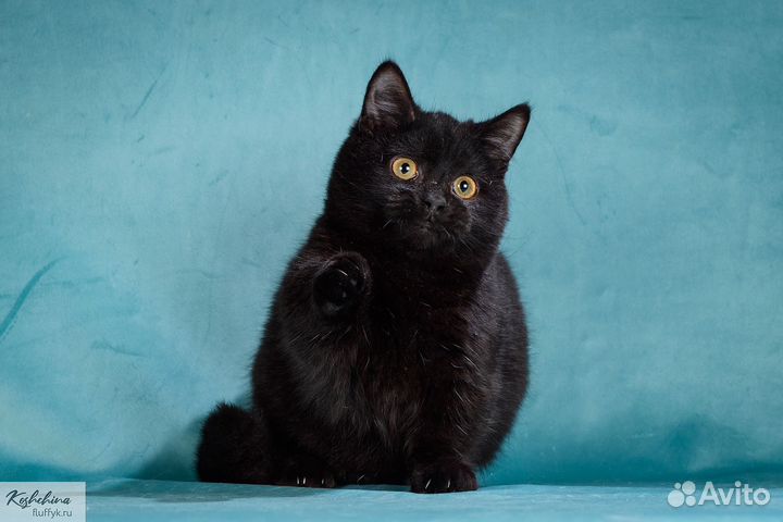 Манчкин котята, котик черного окраса