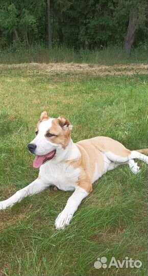 Армянский гампр