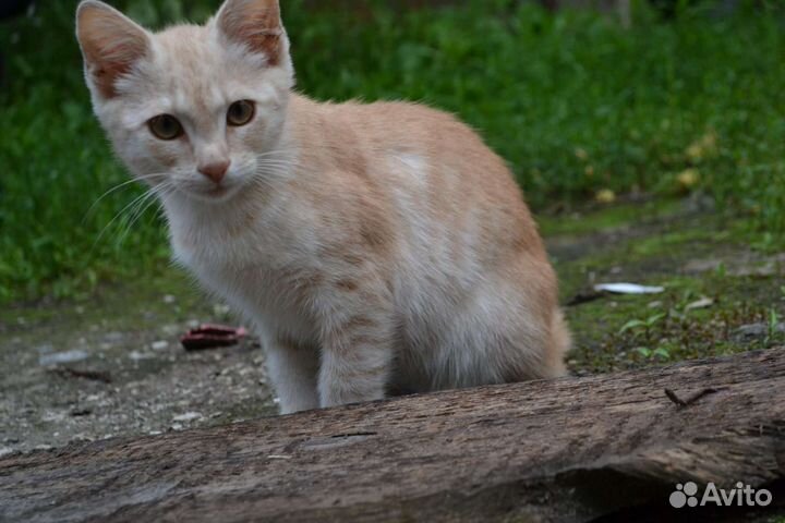 Котик в добрые руки бесплатно