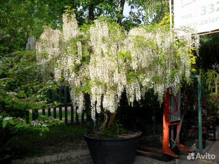 Глициния,кампсисы,кирказон, акебия-лианы для сада
