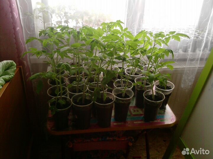 Рассада томатов для теплицы