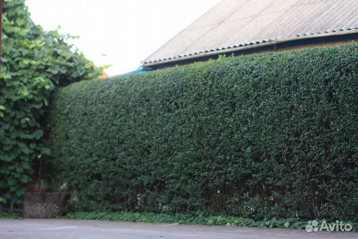 Бирючина, живая изгородь