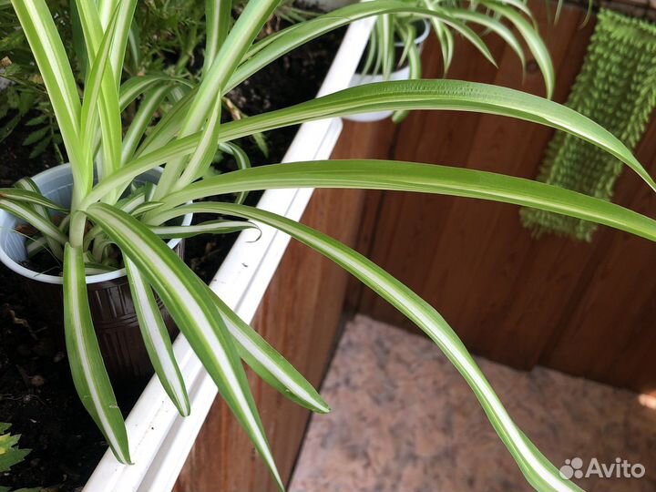 Хлорофитум хохлатый