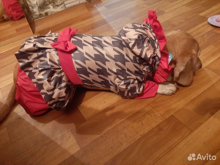 Ветровка для собак
