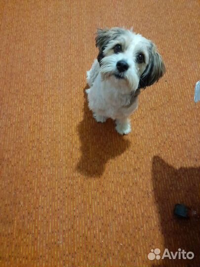 Болонка вязка