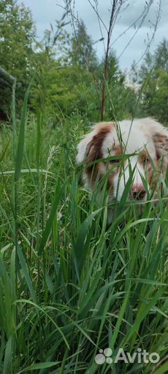 Передержка для собак и кошек