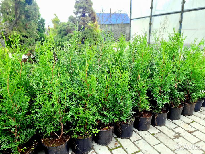 Саженцы туи западной сорта Брабант