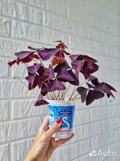 Оксалис / кислица / бабочка