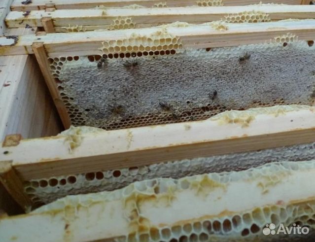 Мед 2024 года натуральный опт