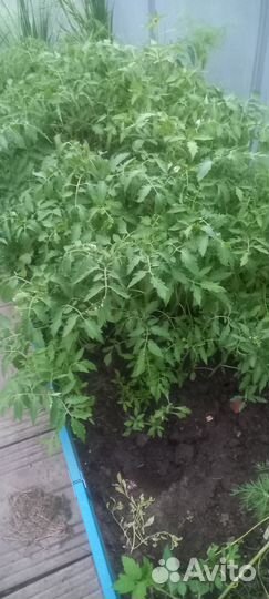 Рассада помидор и перцев Барнаул