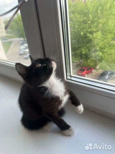 Котенок