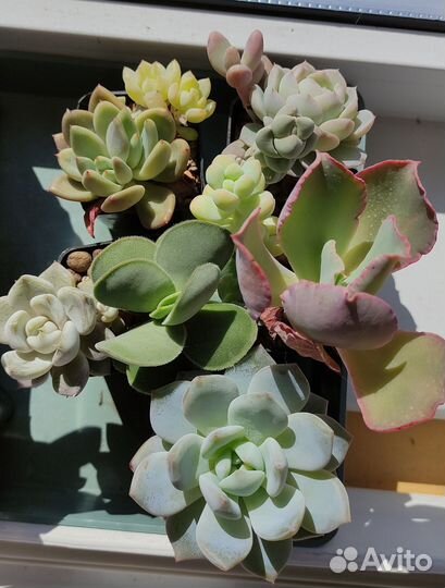 Сеты, наборы суккуленты