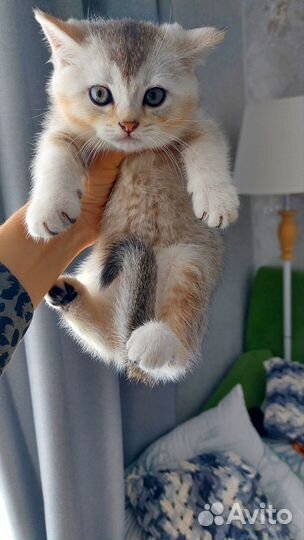 Шотландские котята скотиш страйт