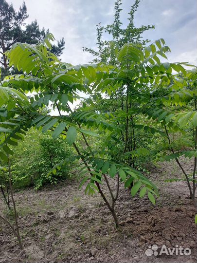 Манчжурский орех