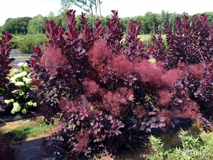 Скумпия Роял перед и др саженцы