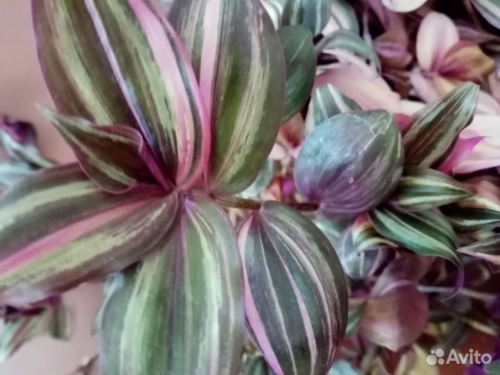 Традесканция трехцветная