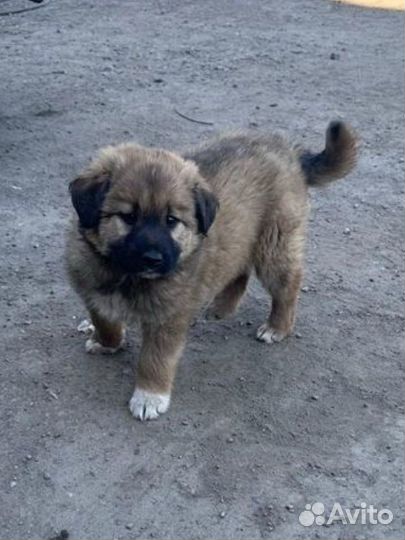 Щенок метис