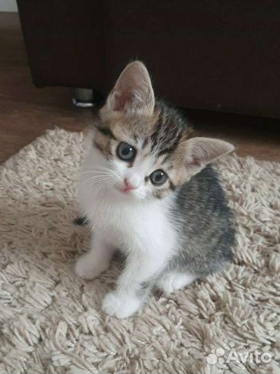 Кошка в дар