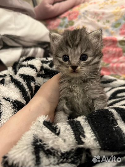 Котенок в добрые руки