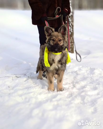 Кузьма - щенок из приюта ищет семью