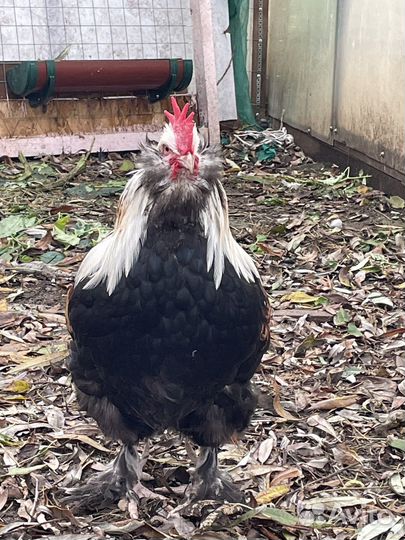 Брама,фавероль,к кохинхин