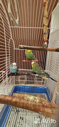 Волнистые попугаи