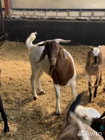 Козел Бурской породы