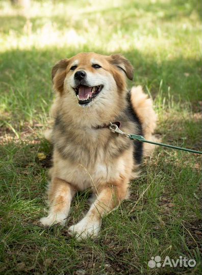 Очаровательная собака в добрые руки