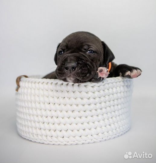 Щенки прайтера