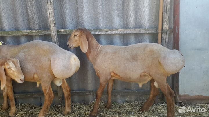 Баранчики Гиссарской породы