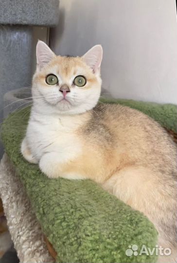 Британские котята золотая шиншилла NY 12