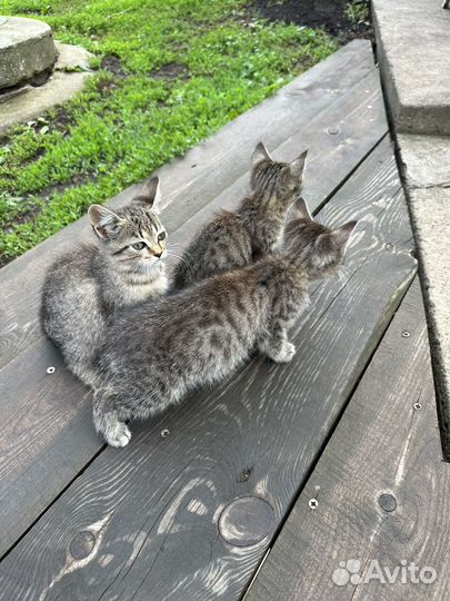 Котята бесплатно