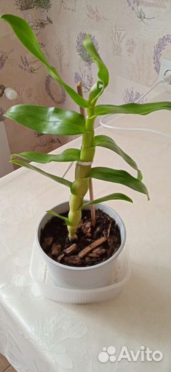 Орхидея дендробиум