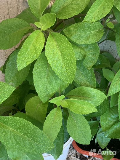 Шпинат из Таиланда