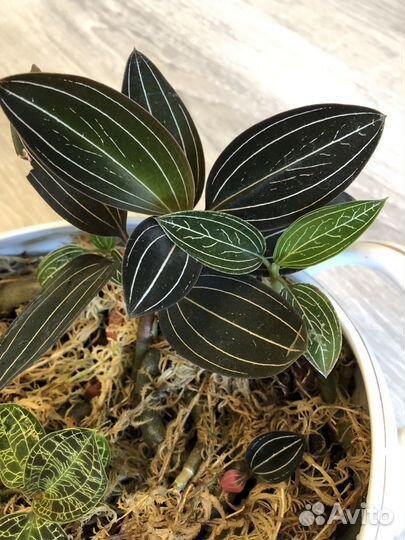 Драгоценные орхидеи